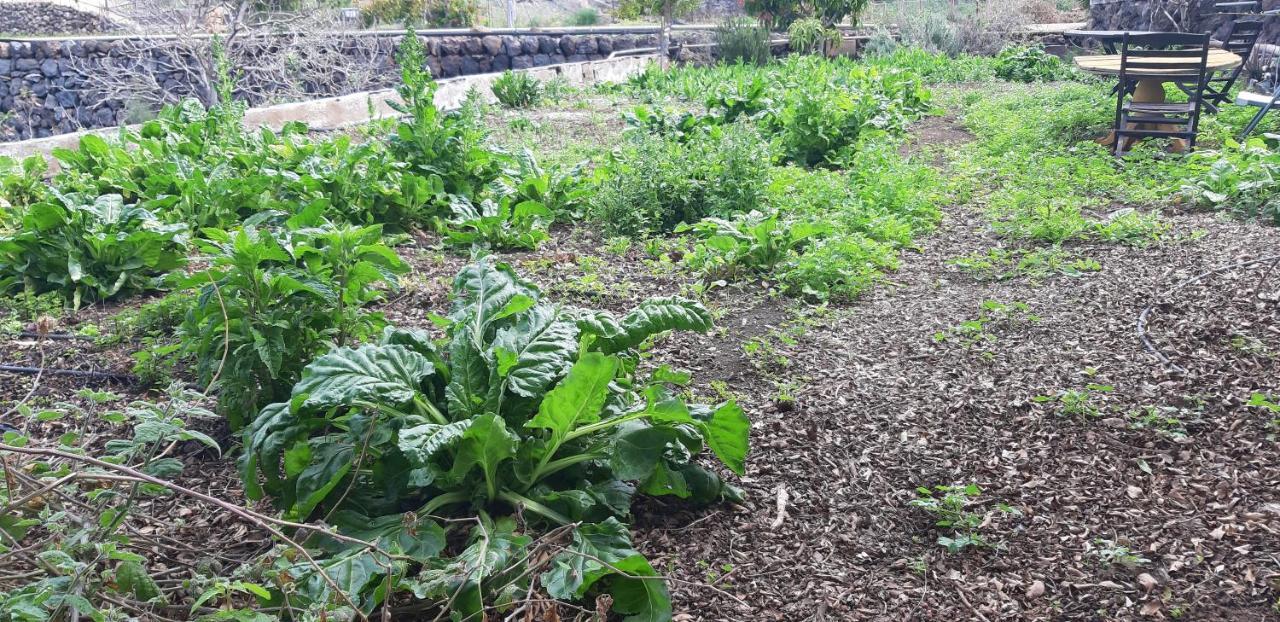 Casa Rural Finca Las Dulces Чио Экстерьер фото